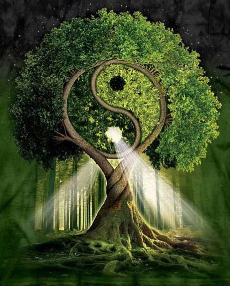 Arbre yin yang
